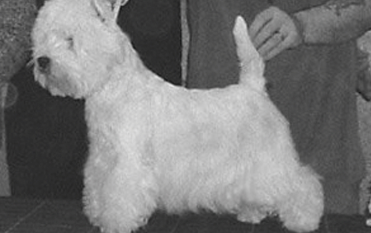 Burneze Westie Westies